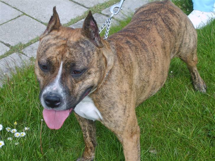 Amerikansk staffordshire terrier Tyson - Min MOAR billede 14