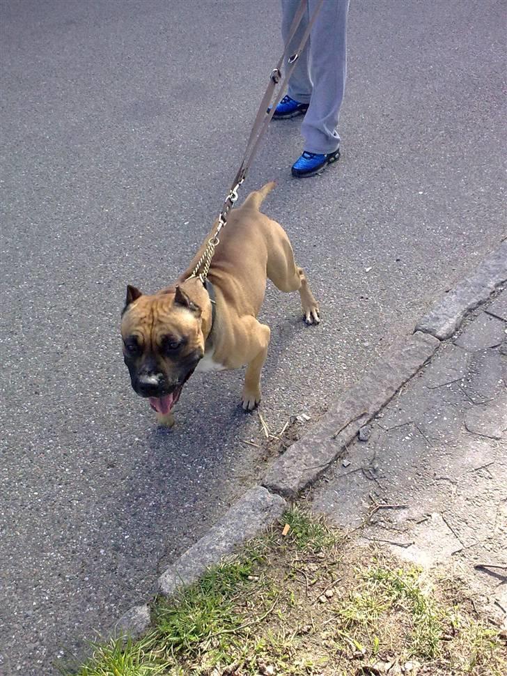 Amerikansk staffordshire terrier Tyson - Lad mig nu få den pind  billede 15