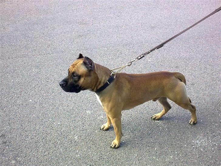 Amerikansk staffordshire terrier Tyson - Se hvor flot jeg står.. :P billede 16
