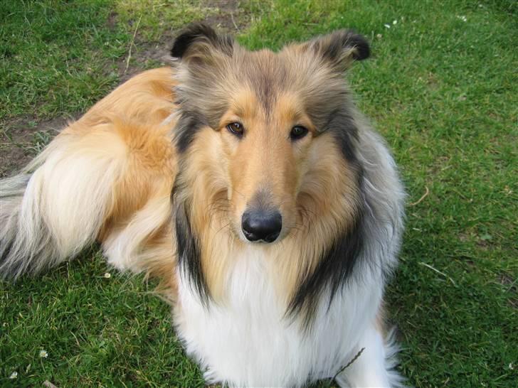 Collie langhåret Zenta billede 12