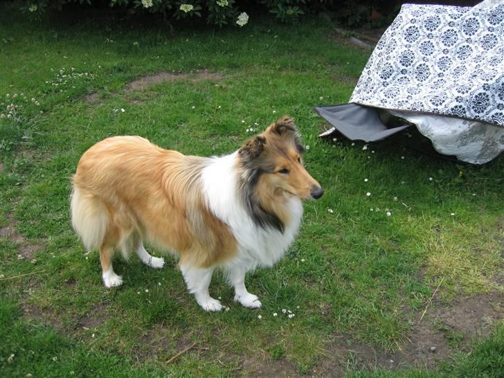 Collie langhåret Zenta billede 13