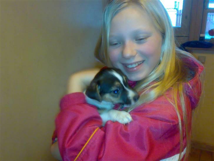 Jack russell terrier Issa - det her billed er fra hun lige er blevet født hun er kun 2 uger billede 7