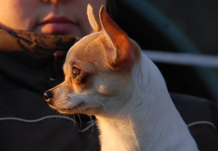 Chihuahua chihuahua flower´s Cille billede 1