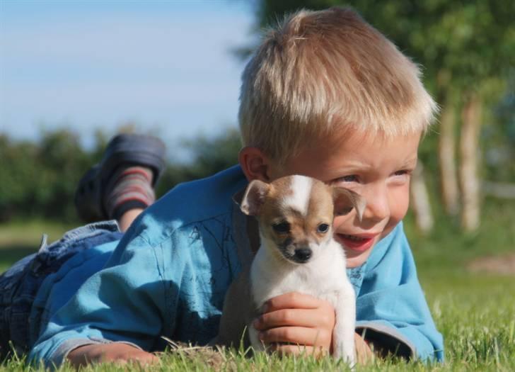 Chihuahua chihuahua flower´s Cille billede 2