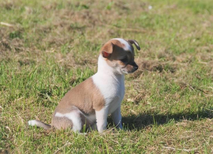 Chihuahua chihuahua flower´s Cille billede 4