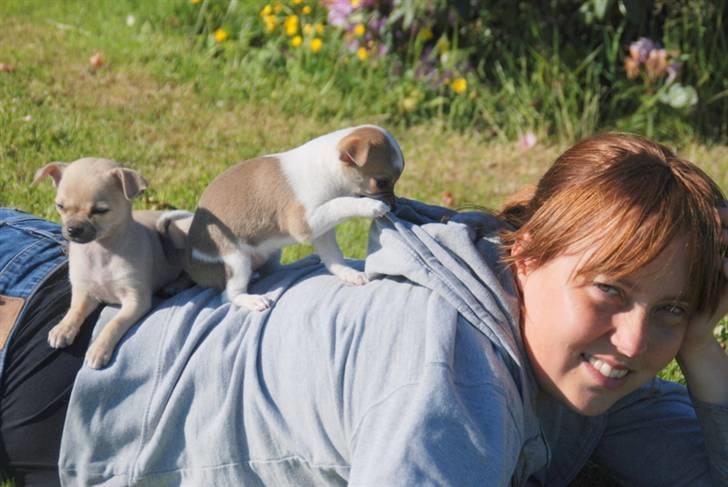 Chihuahua chihuahua flower´s Cille billede 5