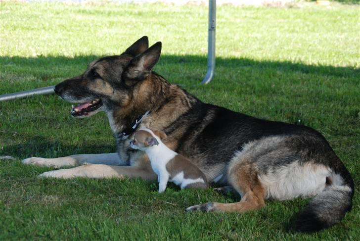 Chihuahua chihuahua flower´s Cille billede 6