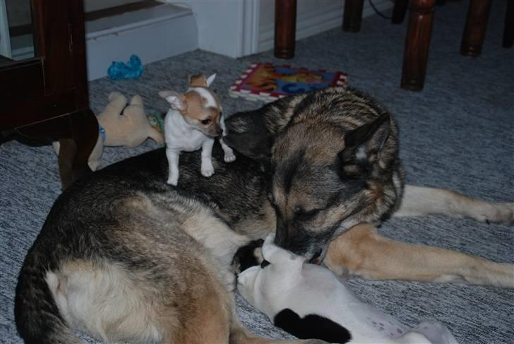 Chihuahua chihuahua flower´s Cille billede 8