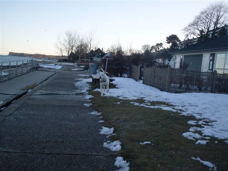 Amerikansk bulldog Sascha - R.I.P. 21 maj 10 - Sascha 2 år - 3.3.2010 billede 2