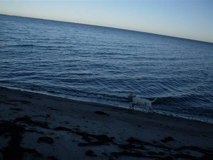 Amerikansk bulldog Sascha - R.I.P. 21 maj 10 - Sascha 2 år - 3.3.2010 billede 3