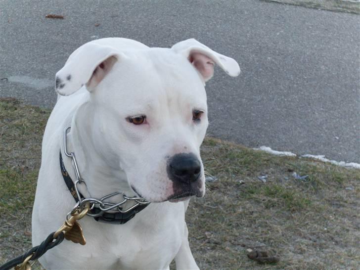 Amerikansk bulldog Sascha - R.I.P. 21 maj 10 - Sascha 2 år - 3.3.2010 billede 4