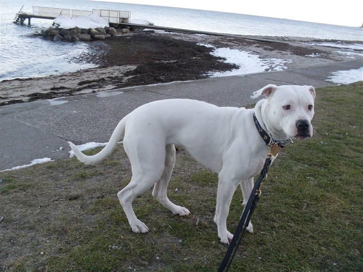 Amerikansk bulldog Sascha - R.I.P. 21 maj 10 - Sascha 2 år - 3.3.2010 billede 5