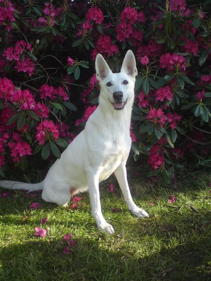 Hvid schæfer Honey de amar - Jeg elsker bare at få taget billeder billede 16