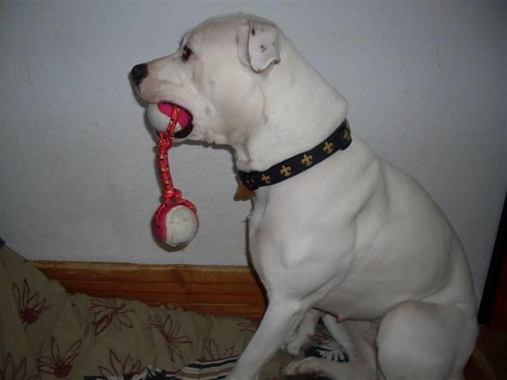 Amerikansk bulldog Sascha - R.I.P. 21 maj 10 - Sascha 2 år - 3.3.2010 billede 6