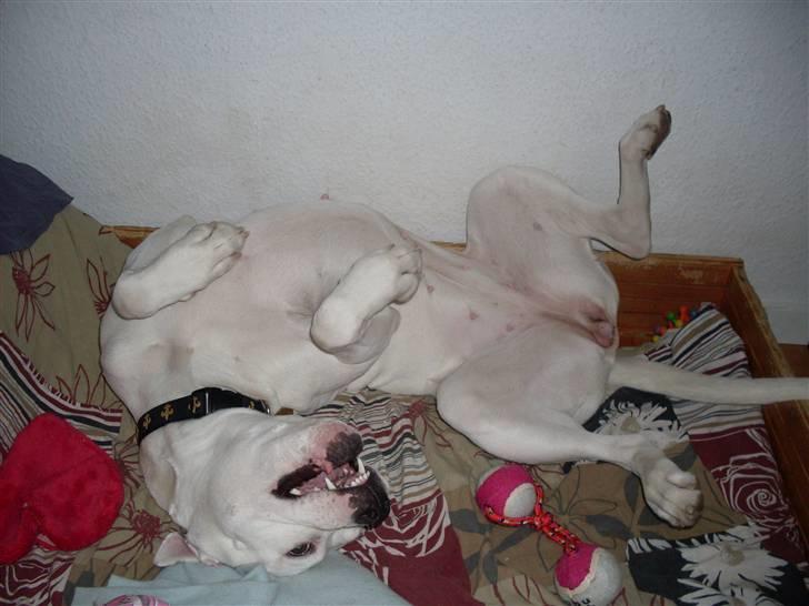 Amerikansk bulldog Sascha - R.I.P. 21 maj 10 - Sascha 2 år - 3.3.2010 billede 7