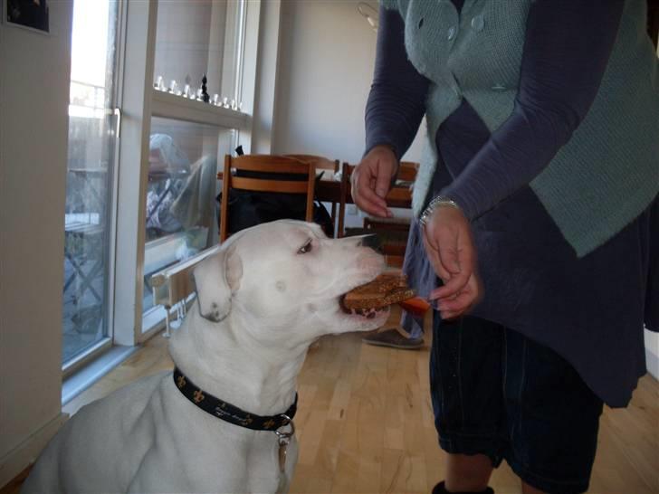 Amerikansk bulldog Sascha - R.I.P. 21 maj 10 - Sascha 2 år - 3.3.2010 billede 8