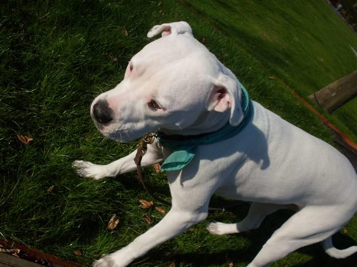 Amerikansk bulldog Sascha - R.I.P. 21 maj 10 billede 9