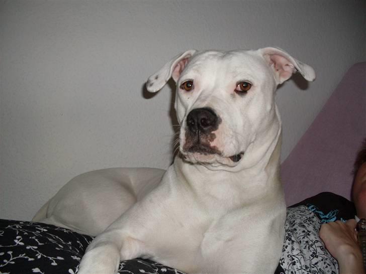 Amerikansk bulldog Sascha - R.I.P. 21 maj 10 billede 10