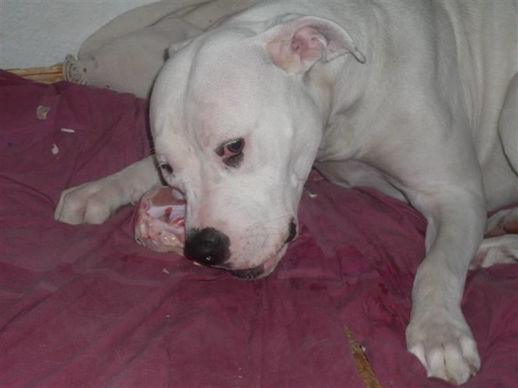 Amerikansk bulldog Sascha - R.I.P. 21 maj 10 billede 11