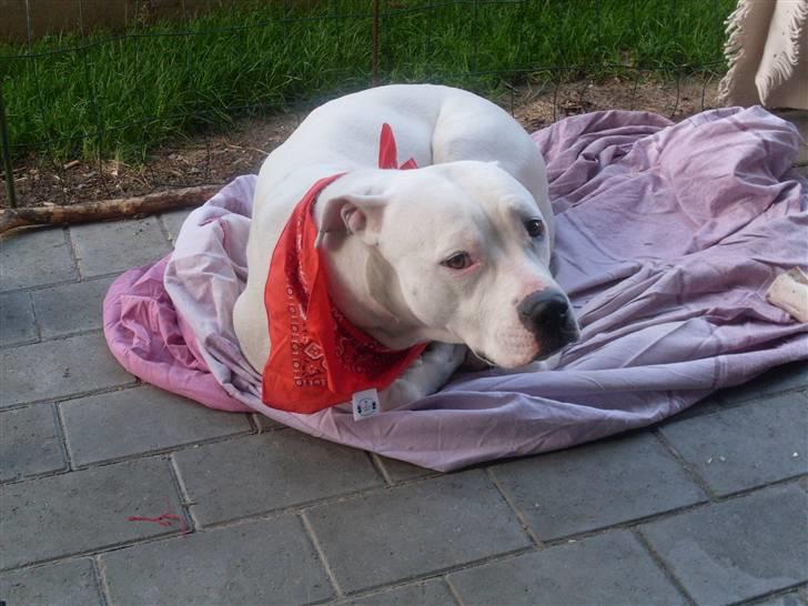 Amerikansk bulldog Sascha - R.I.P. 21 maj 10 billede 12