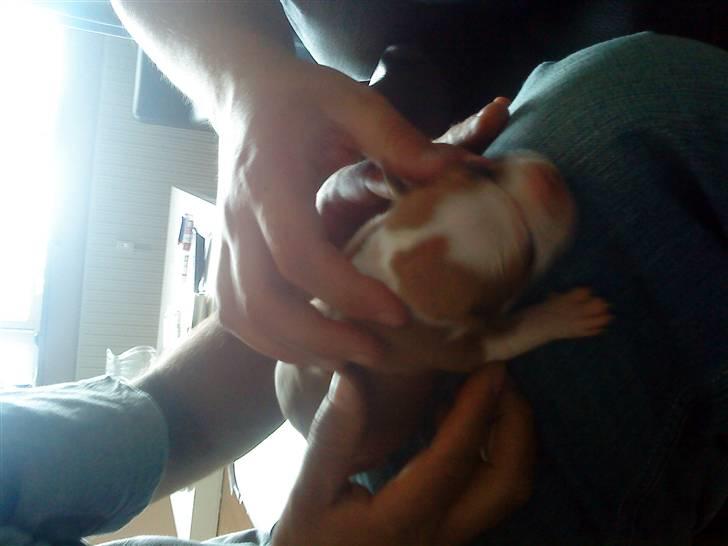 Amerikansk staffordshire terrier Sille billede 2