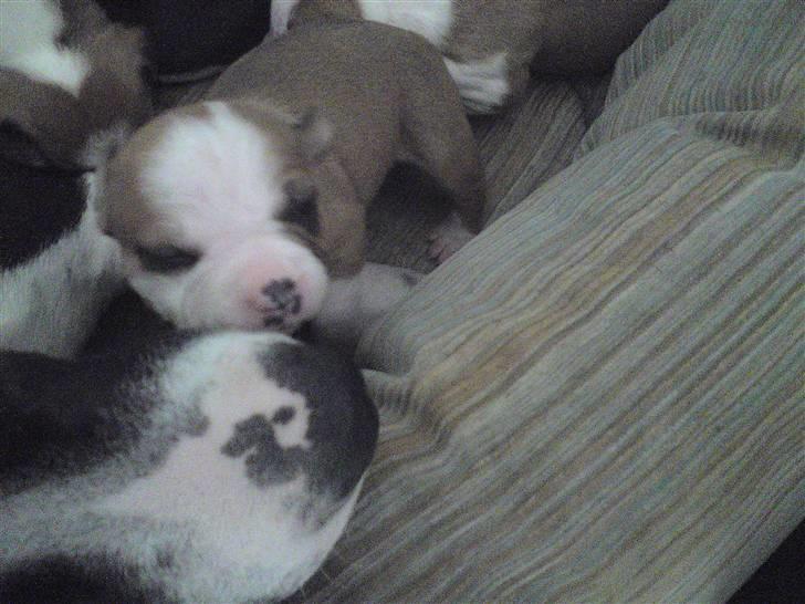 Amerikansk staffordshire terrier Sille billede 4