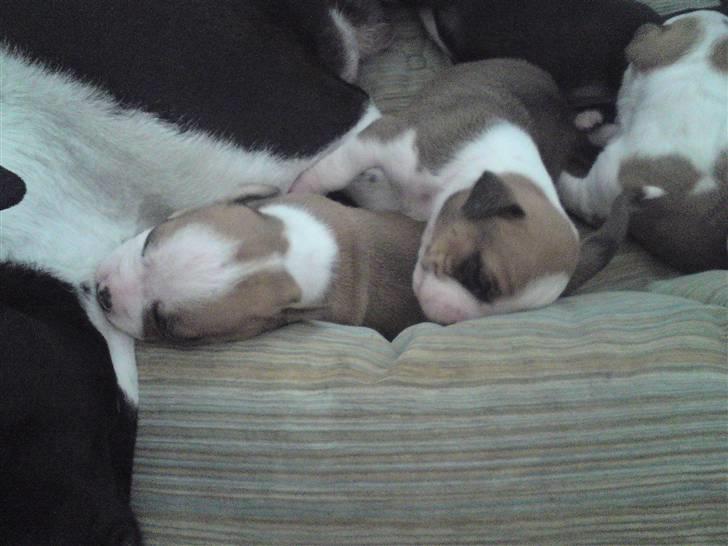 Amerikansk staffordshire terrier Sille - det er hend der er til venstre billede 5