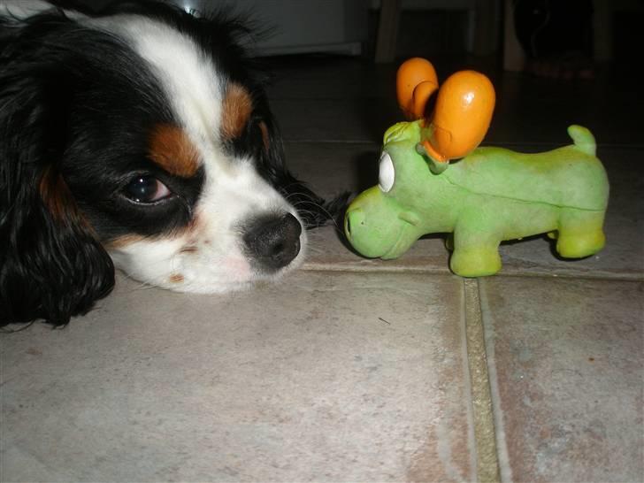 Cavalier king charles spaniel Anton billede 18