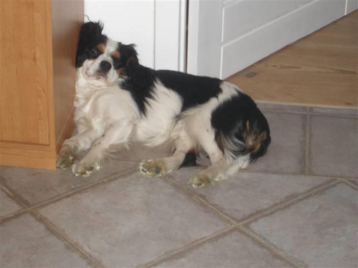 Cavalier king charles spaniel Anton billede 19