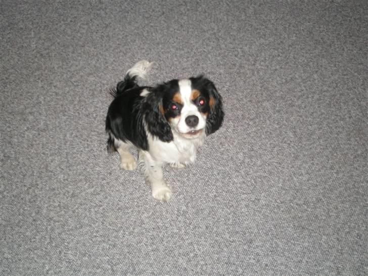 Cavalier king charles spaniel Anton billede 20
