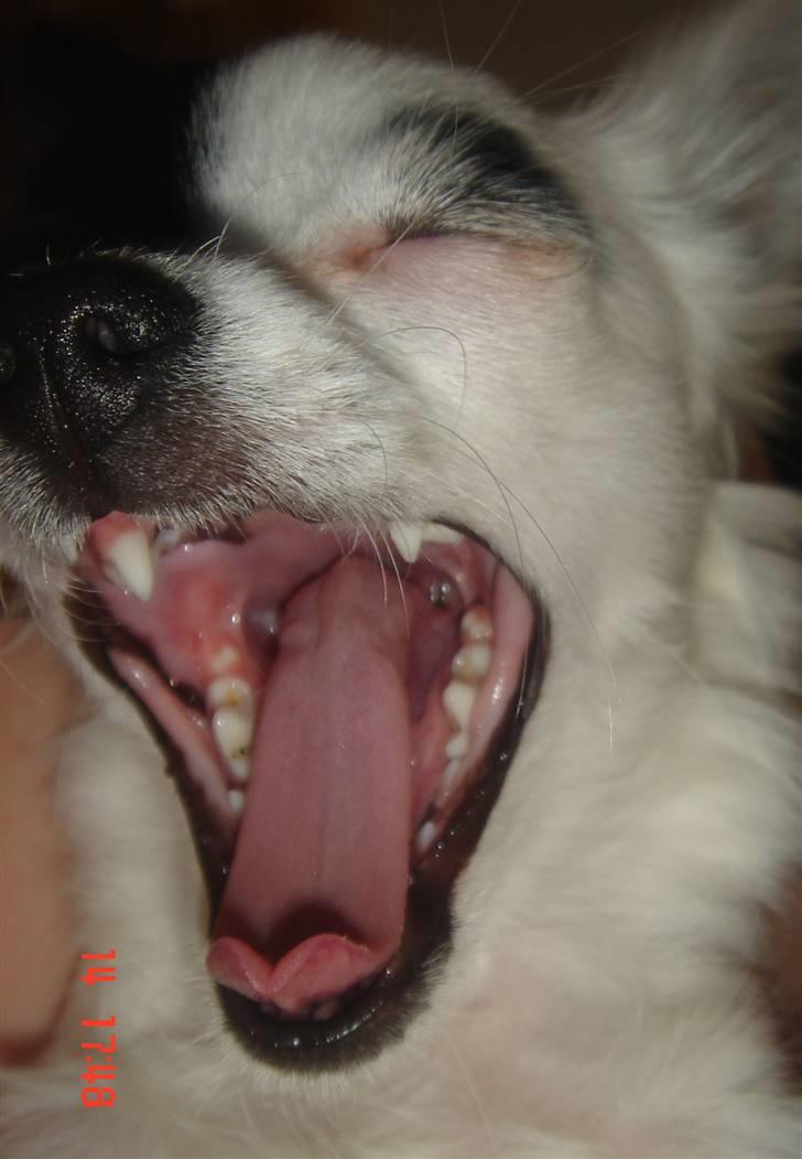 Chihuahua Lerche`s Dine - Pas på! eller jeg æder dig !  billede 12