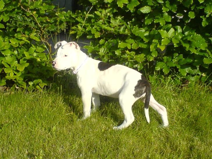 Amerikansk staffordshire terrier Micha - på udkig i min mors have. billede 4