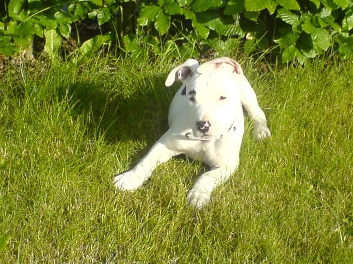 Amerikansk staffordshire terrier Micha - hun er nu sød den bette micha billede 5