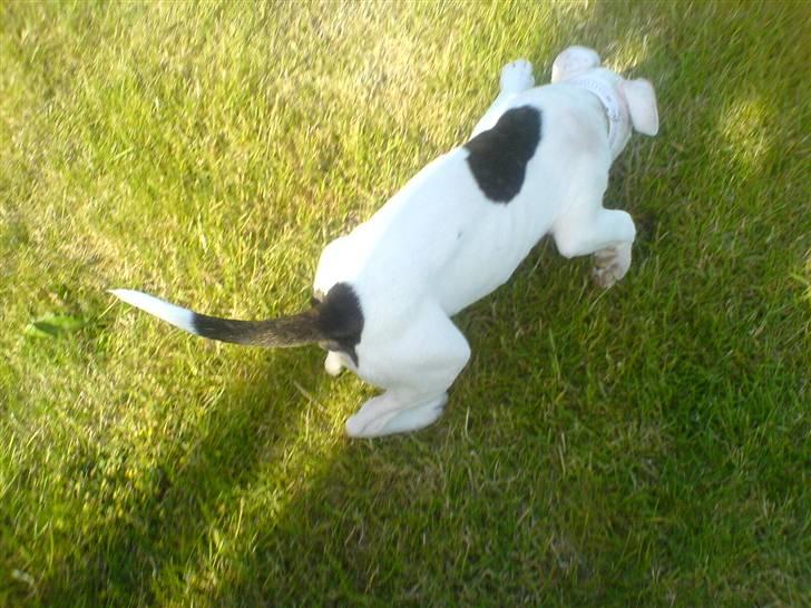 Amerikansk staffordshire terrier Micha billede 6