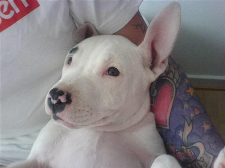 Amerikansk staffordshire terrier Micha billede 8