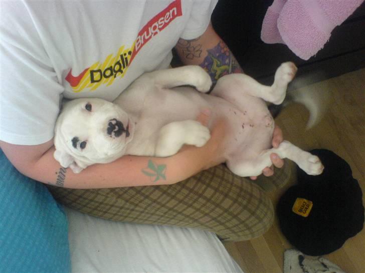 Amerikansk staffordshire terrier Micha - det lille barn billede 9