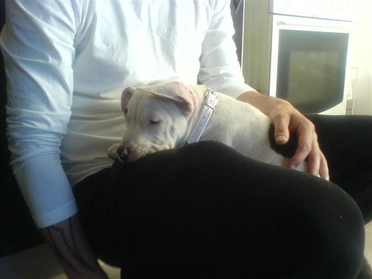 Amerikansk staffordshire terrier Micha - den døde hund  ( hade lige været ude og lege ) billede 10