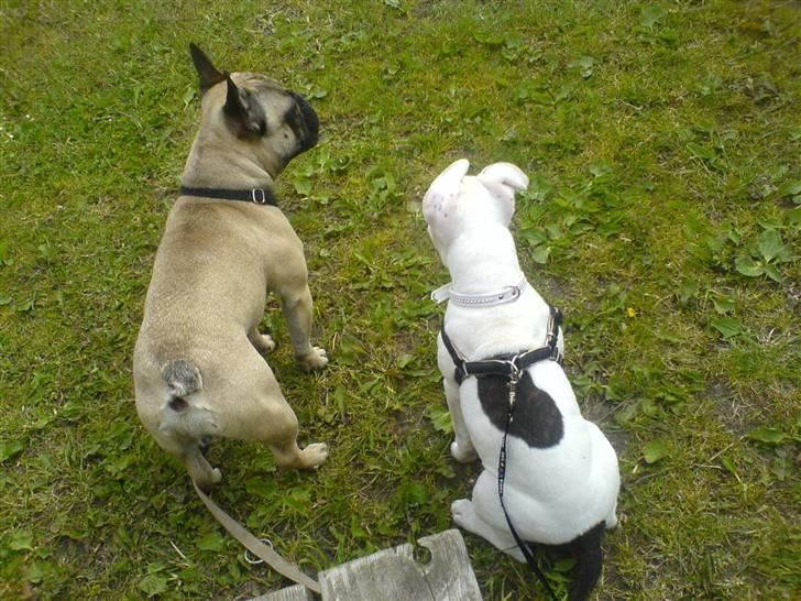 Amerikansk staffordshire terrier Micha - felix og micha kigger på heste :) billede 11