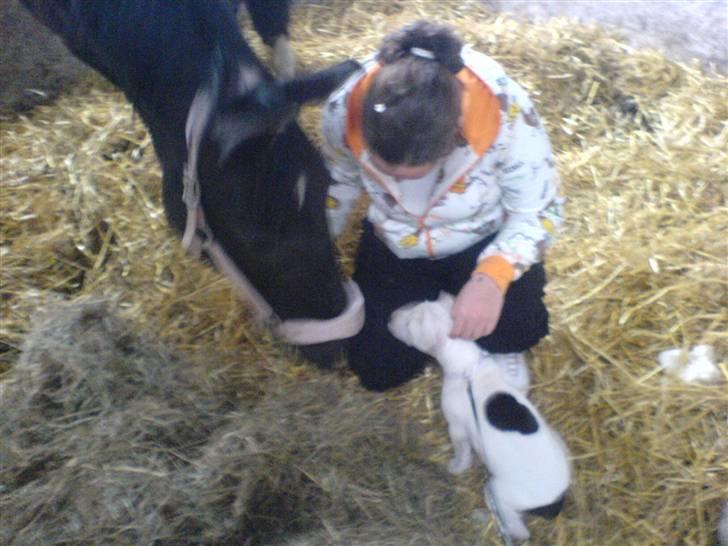 Amerikansk staffordshire terrier Micha - meta og micha hygger sig med mille :) mille er mennesket hi hi ! ! ! billede 12