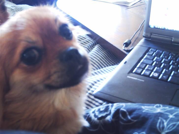 Blanding af racer Malou billede 5