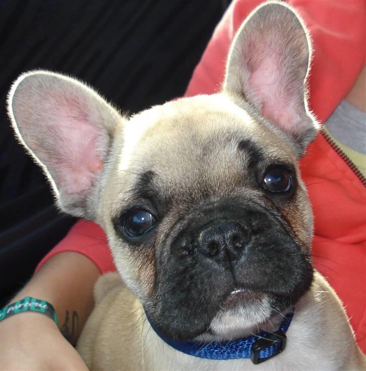 Fransk bulldog Chopper - På vej hjem til min nye familie. (8 uger) billede 12