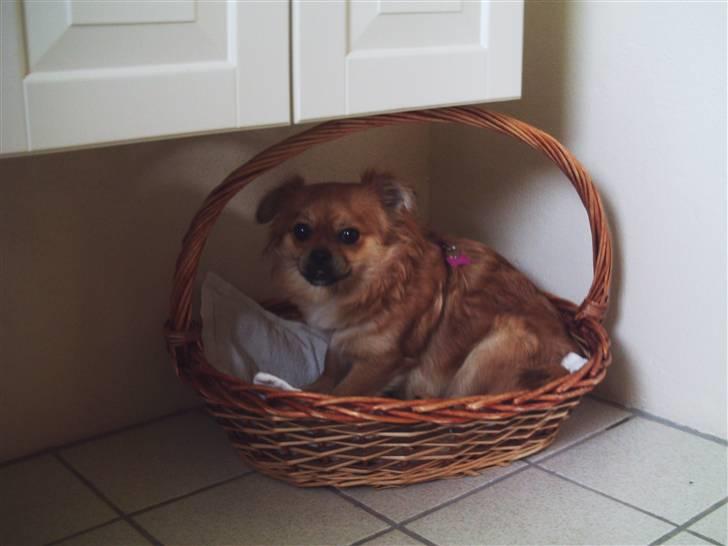 Blanding af racer Malou billede 6