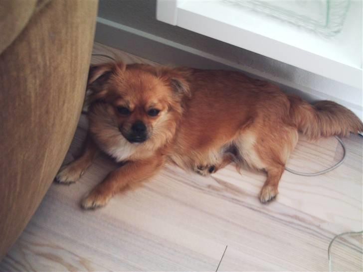 Blanding af racer Malou billede 7