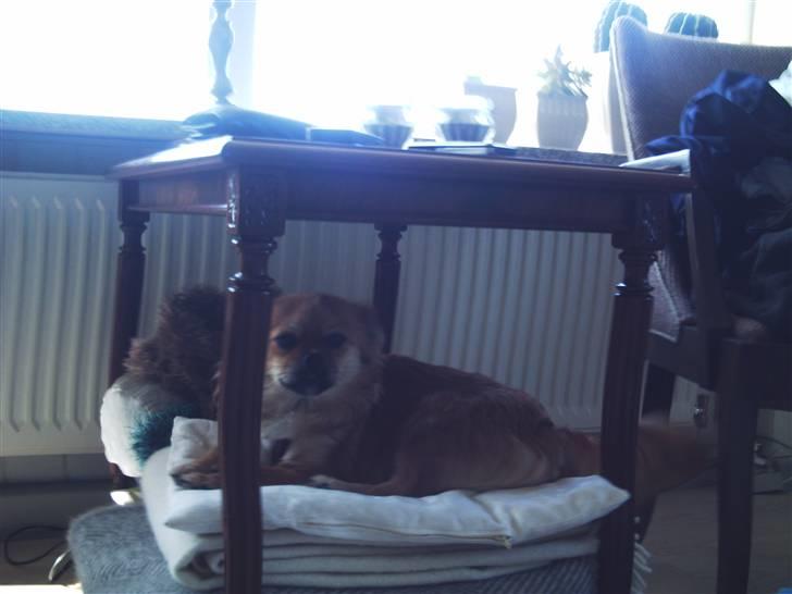 Blanding af racer Malou billede 8