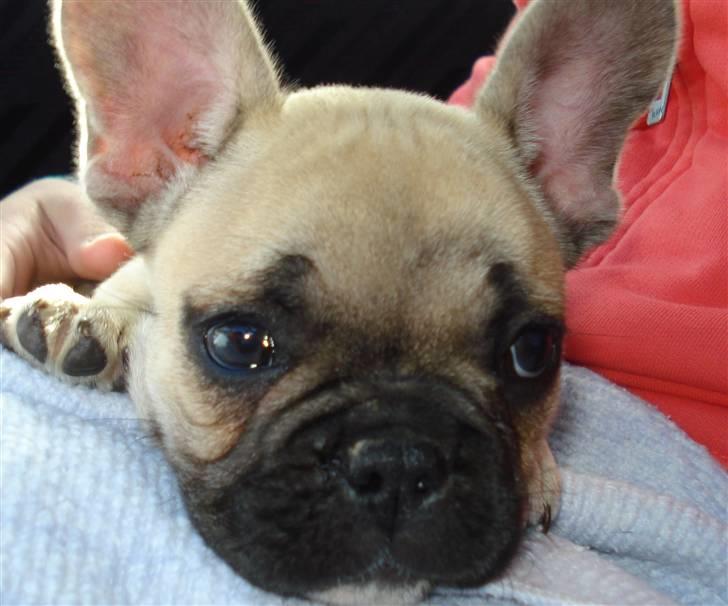 Fransk bulldog Chopper - Afslapning på mors skød. (8 uger) billede 13