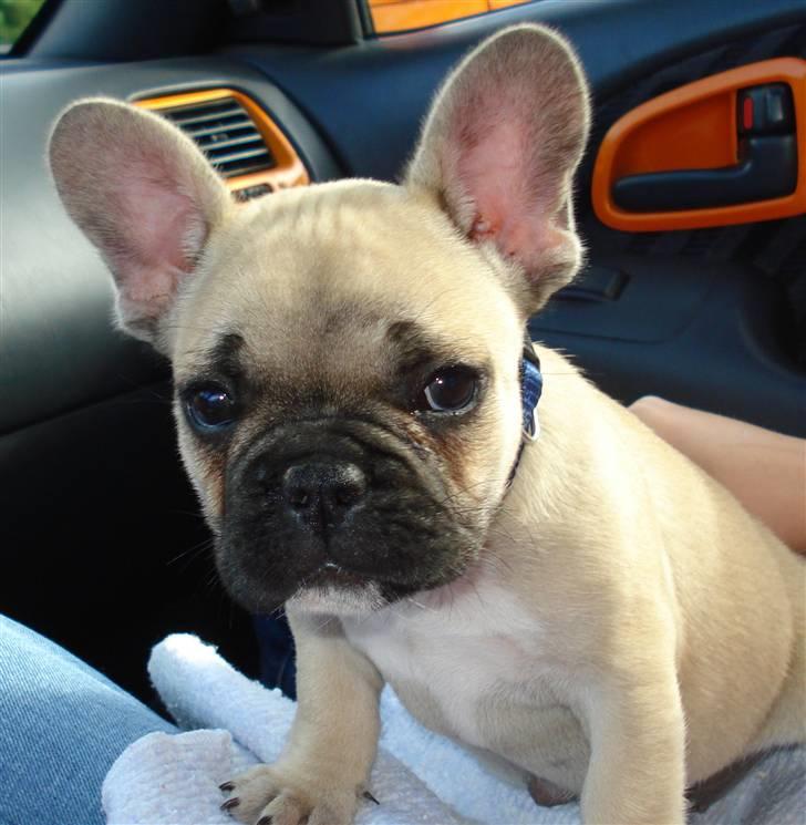 Fransk bulldog Chopper - 8 uger gammel, og allerede lært at sidde pænt. vif vif :) billede 14