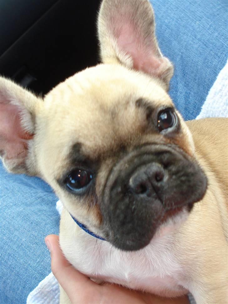 Fransk bulldog Chopper - Hej, Hvor mon jeg skal bo henne ? :) billede 15
