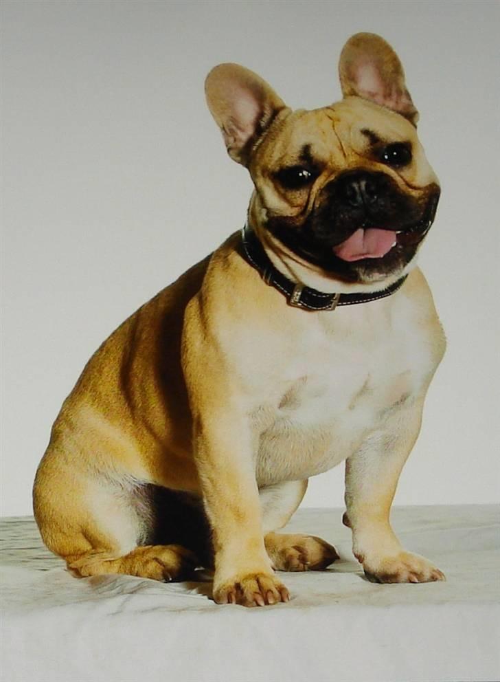 Fransk bulldog Chopper - Foto af Chopper fra; Horsens sødeste hund, Juni 2009 billede 16