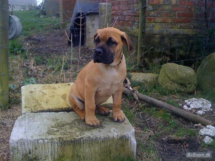 Boerboel Thor billede 1