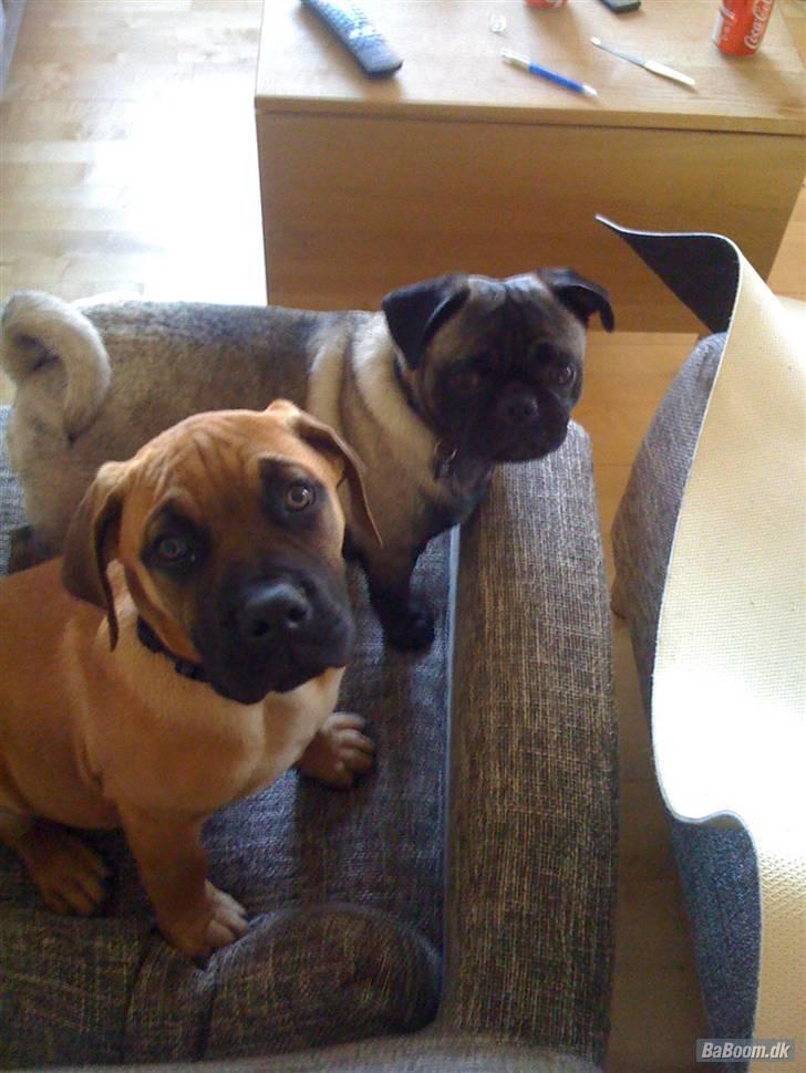 Boerboel Thor - Thor og hans bedste ven Victor billede 2